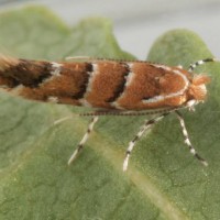 Chestnut Leaf Miner